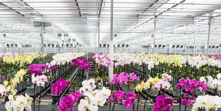 kas met orchideeën