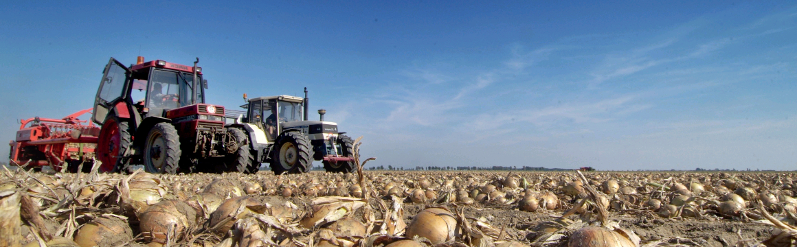 tractor bezig met uienoogst