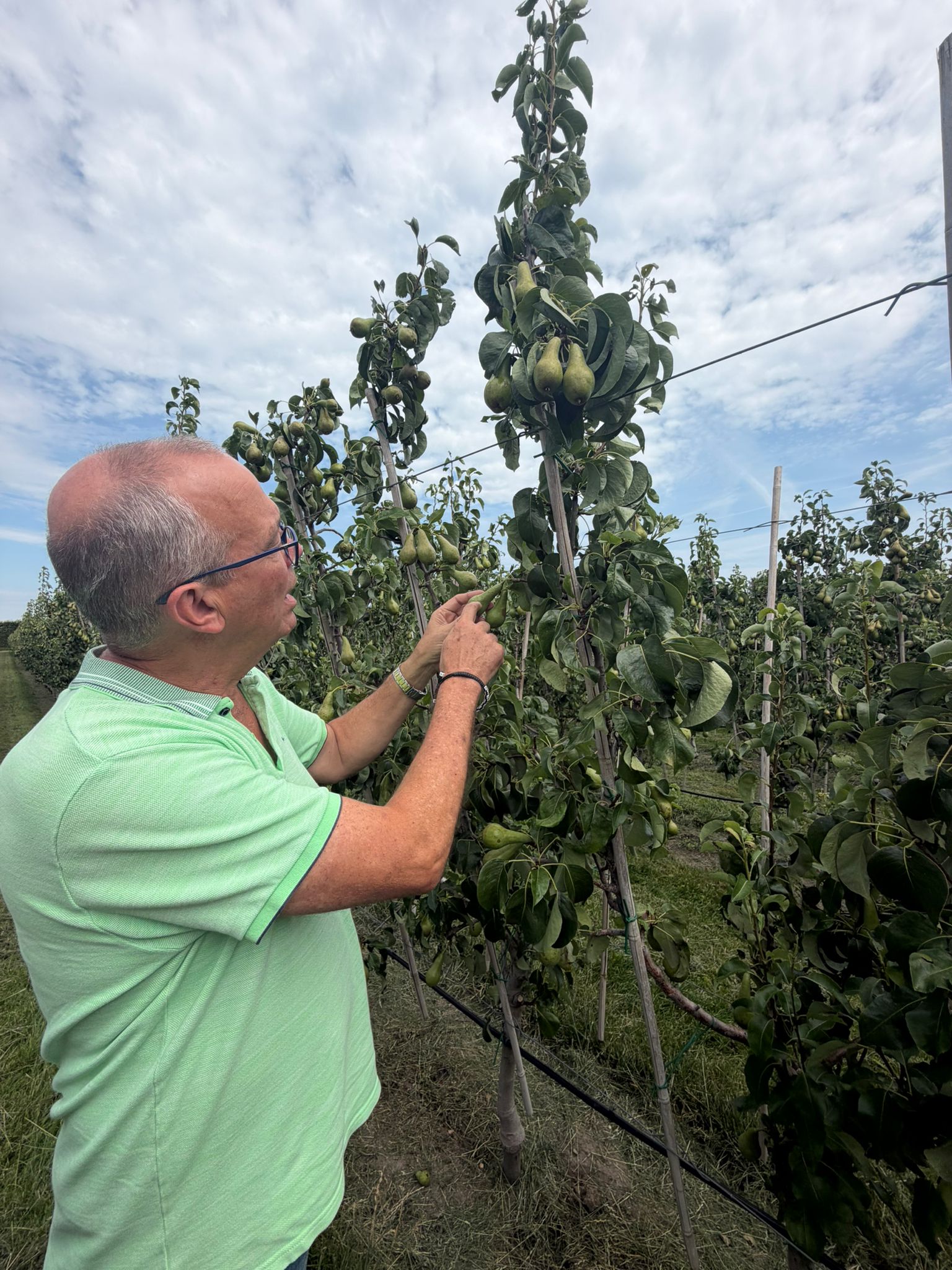 Adrie Bakker laat tussen de perenbomen zien hoe hagelschade eruitziet