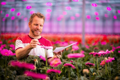 Man tussen bloemen in kas