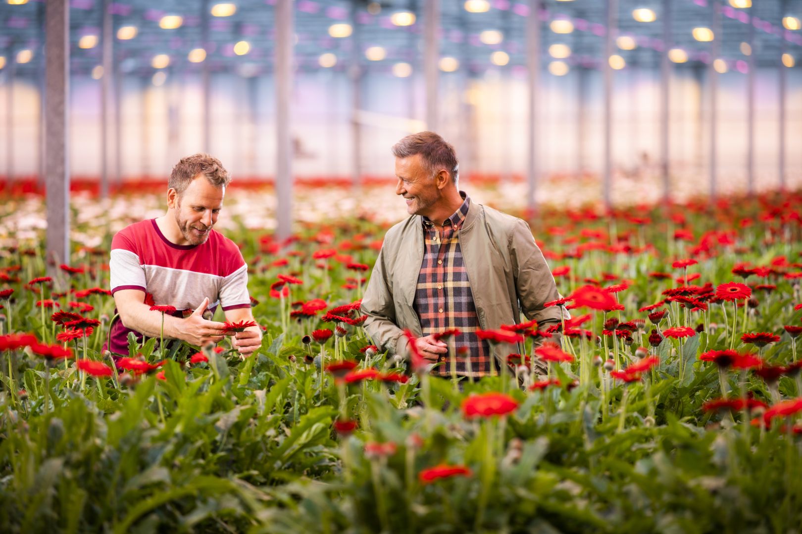Adviseur en agrarisch ondernemer in kas tussen bloemen